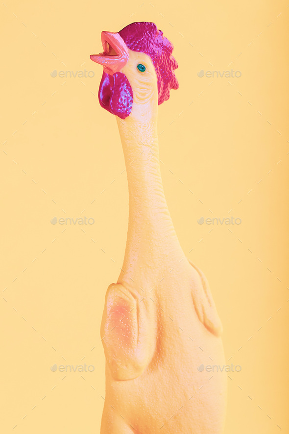 Portrait of a rubber chicken on a yellow background