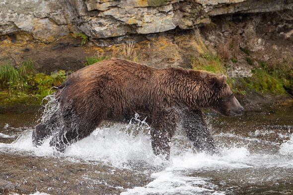 Wild Grizzly Bear Running And Splashing Through Water In Katmai, Alaska 