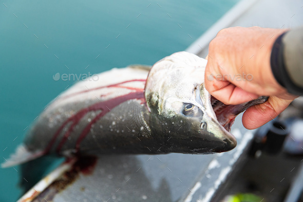 Fresh caught silver Coho Salmon in Alaskan river
