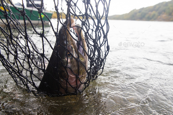 Coho salmon caught in a net in Alaskan river