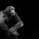 Chimpanzee monkey portrait on black - PhotoDune Item for Sale