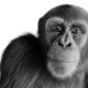 Chimpanzee monkey isolated on white - PhotoDune Item for Sale