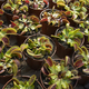 Plant pots with Venus flytrap close up - PhotoDune Item for Sale