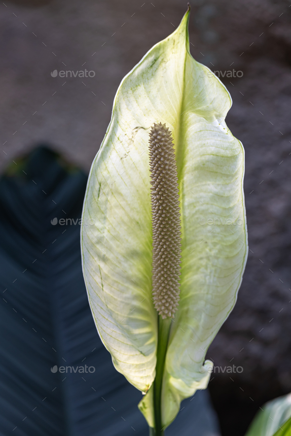 White flower stems of Spathiphyllum cochlearispathum or peace lily in garden. - Stock Photo - Images