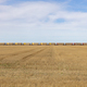 View across a stubble field and the long line of yellow boxcar wagons of a freight train - PhotoDune Item for Sale
