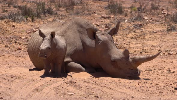 South Africa White Rhino Baby Big Five Animal