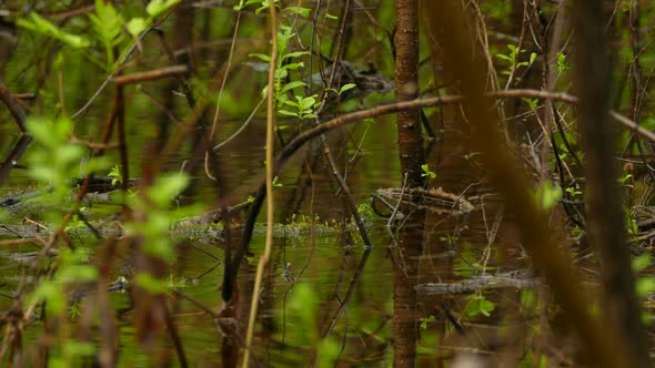 Canada warbler in a swamp. wild birds in their natural habitat. clips of little birds in nature alt
