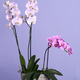 Pot with beautiful orchids - PhotoDune Item for Sale
