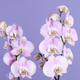 Beautiful pink orchid flowers - PhotoDune Item for Sale