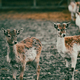 Close up on young deers - PhotoDune Item for Sale
