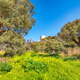 Blooming olive garden at Cape Milazzo during daytime. - PhotoDune Item for Sale