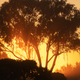 California Woodland Summer Sunset - PhotoDune Item for Sale