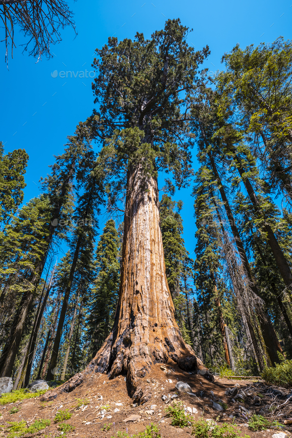 Sequoia National Park, one of the largest Sequoias in the park ...