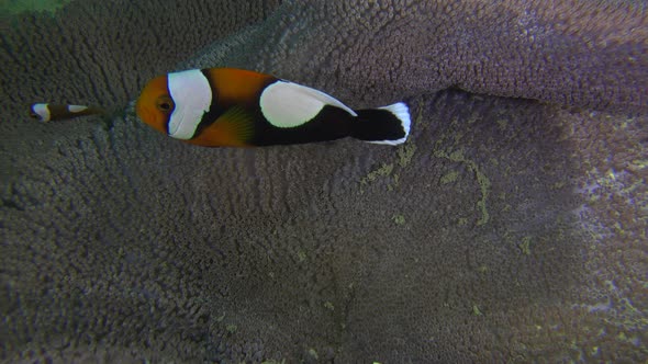 Saddleback Clownfish (Amphiprion polymnus) swimming in open sea anemone, close up shot alt