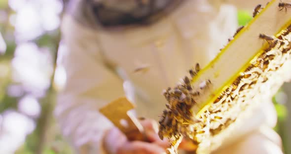 First Plan Focused Beehive Frame with Honeycombs and a Lot of Bees on It Some Bees in the Air Second alt