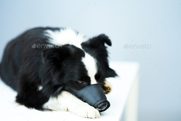 Sad border collie dog with muzzle on in vet clinic