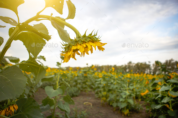 Yellow sunflower flower in the field. Industrial cultivation, agriculture. Seeds for oil