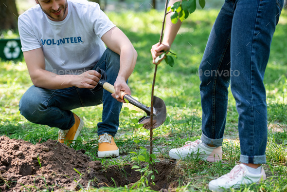 Cropped View Of Two Volunteers Planting New Tree With Shovel - Stock ...