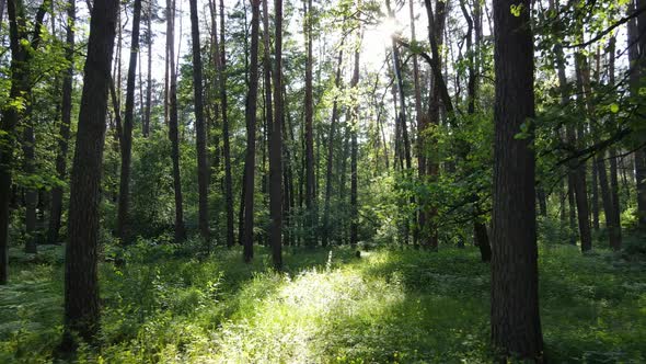Trees in the Forest By Summer Day alt