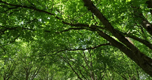 Common walnut trees, Dordogne, France alt