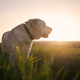 Old dog looking at sunset - PhotoDune Item for Sale