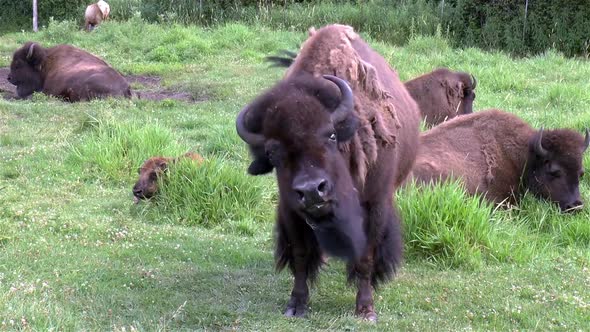 A young bison stands in front of the camera while others lay down on a hot summer afternoon.