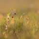 Water avens on idyllic spring meadow, Geum rivale - PhotoDune Item for Sale