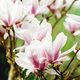 Pink blossom magnolia flowers - PhotoDune Item for Sale