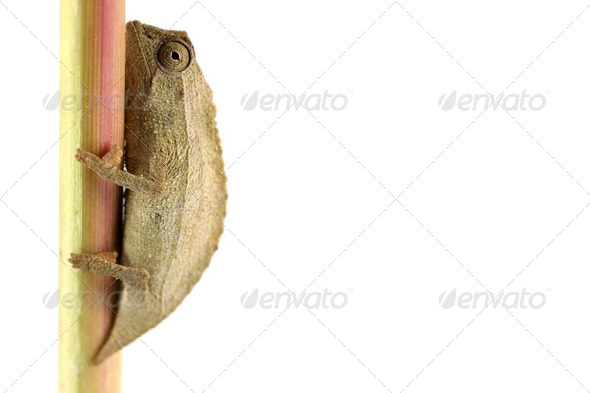 Pygmy Chameleon - Stock Photo - Images
