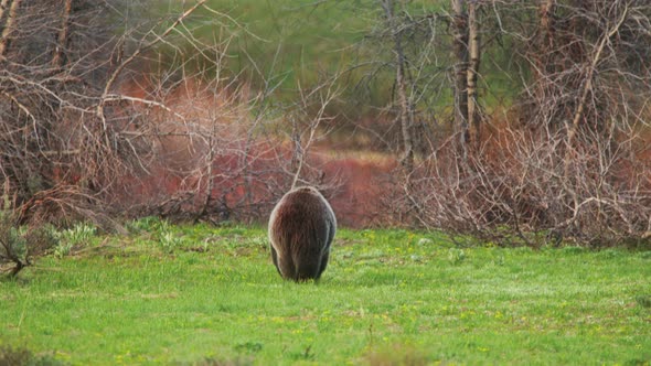 Funny  Footage of Big Brown Grizzly Bear Back Walking Away Into the Forest USA alt