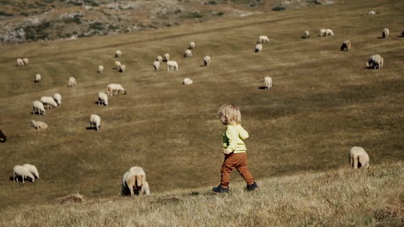 Little Blond Boy Runs Across the Field with Sheep alt