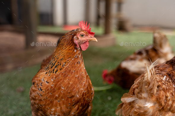 Close-up of brown hen with crest looking away at poultry farm Stock Photo  by Wavebreakmedia