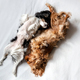 Two dogs sleeping together on white blanket - PhotoDune Item for Sale