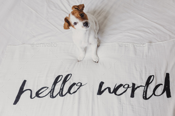 cute small dog sitting on bed. white sheet with hello world message. Pets indoors. Relax