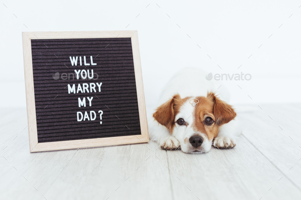 dog with wedding ring on his head and a vintage letter board with message: will you marry my dad?