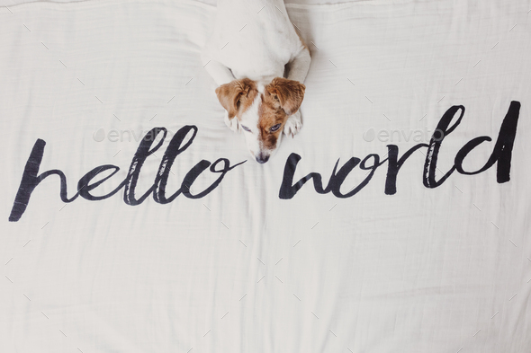 cute small dog lying on bed. white sheet with hello world message. Pets indoors. Relax