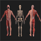 Human Anatomy Kit complete body Muscular System & Skeleton