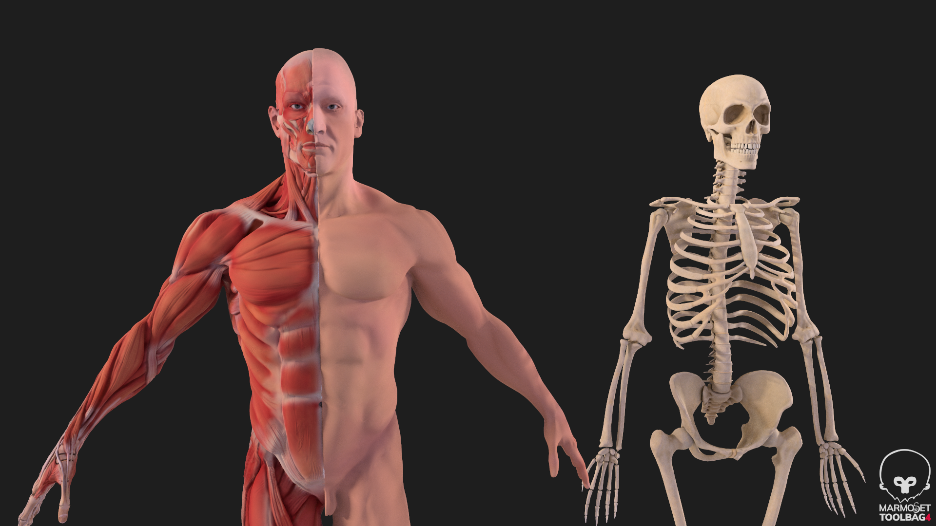 Human Anatomy Kit complete body Muscular System & Skeleton by ahmadali55