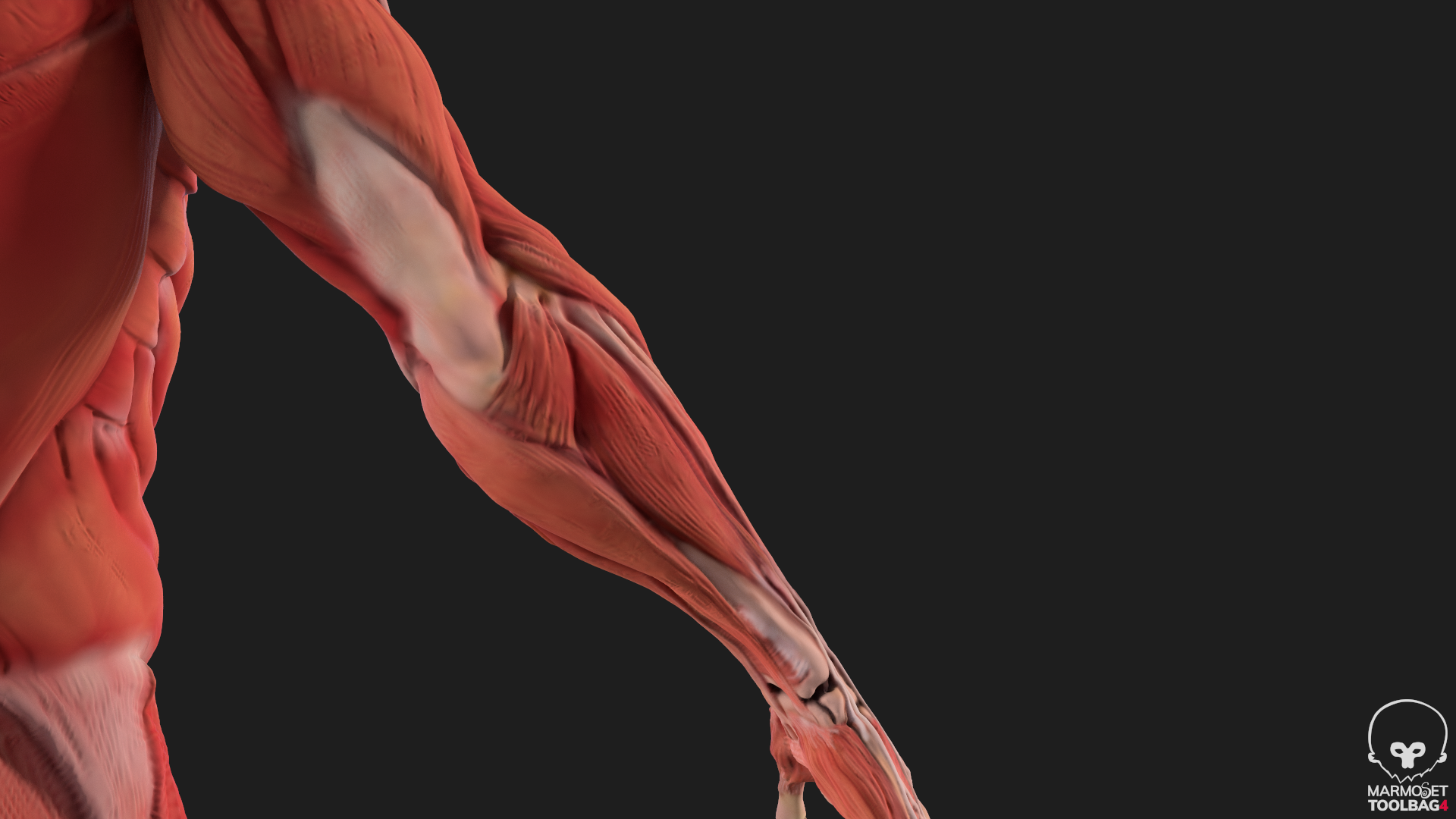 Human Anatomy Kit complete body Muscular System & Skeleton by ahmadali55