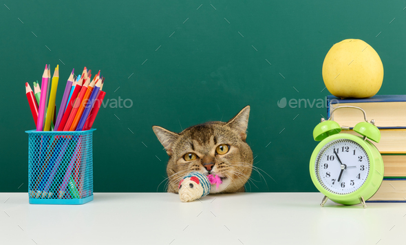 Adult straight Scottish gray cat sits on the background of a green school board. Back to school