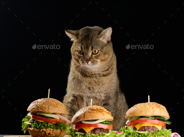 Adult gray Scottish straight cat sits near cheeseburgers on the table