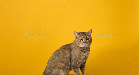 Adult gray cat, short-haired Scottish straight-eared, sits on a yellow background