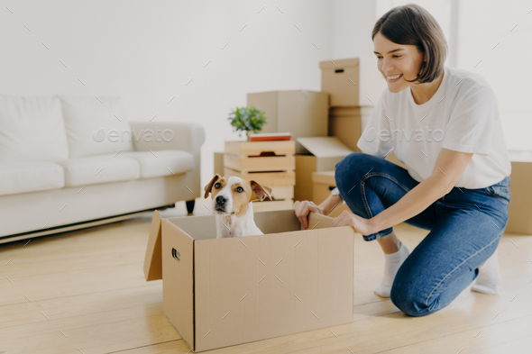 Woman dressed in white t shirt and jeans, plays with pedigree dog, moves carton box with animal.