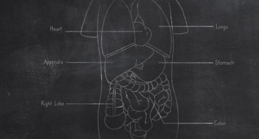 Hand Drawn Human Anatomy Organs