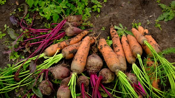 Harvest Beets and Carrots in the Garden alt