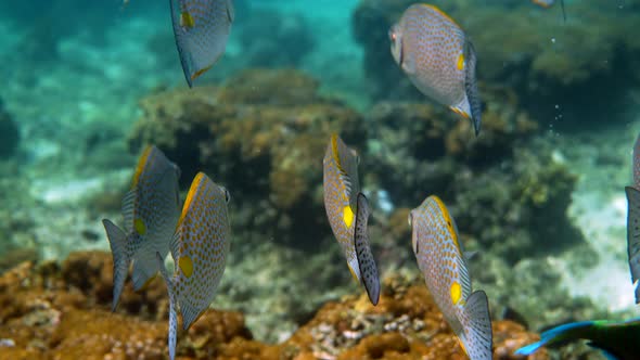 Underwater Video of Golden Rabbitfish or Siganus Guttatus School in Coral Reef of Thailand alt