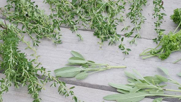 Drying fresh herbs and greenery for spice food 