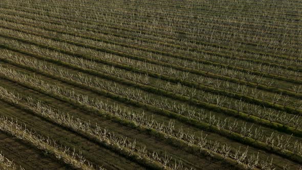 Top View of Flowering Orchards Lands with Flowering Fruit Trees alt