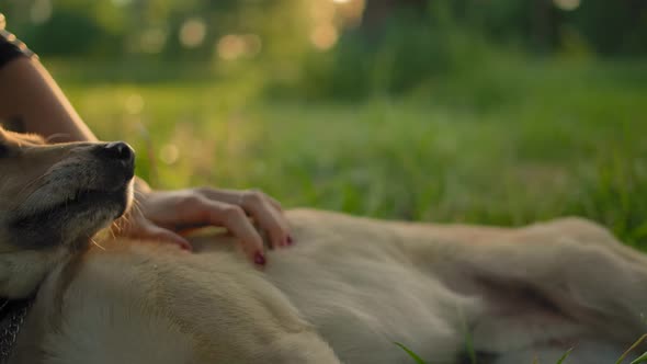 Close-up of a Dog Face, Stroked By a Hand of a Young Girl. alt