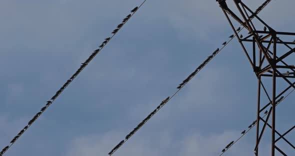 A flock of European starlings (Sturnus vulgaris) roost on overhead wires. Occitanie, France alt
